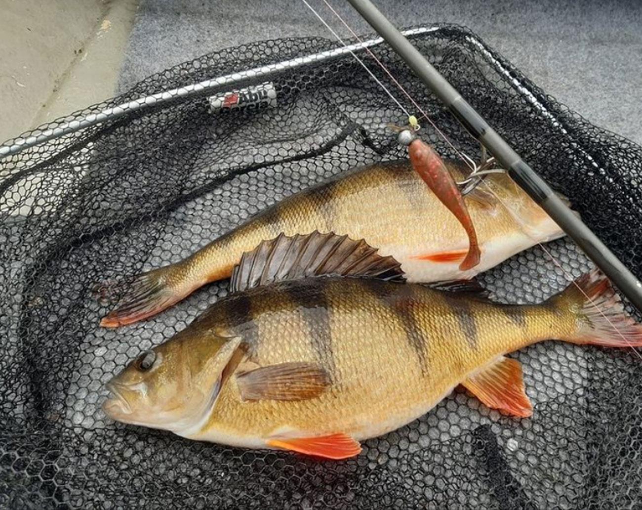 Gator Gum 7 cm 5 pack